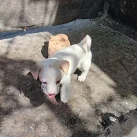 توله پاکوتاه خوشگل وبامزه