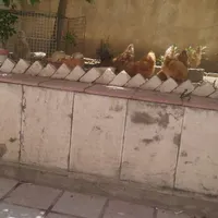 مرغ زیبای برهما تخم گذار|حیوانات مزرعه|تهران, صادقیه|دیوار