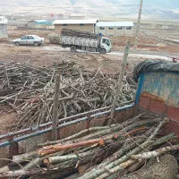 خریدوفروش چوب بابالاترین قیمت وتسویه آنی|خدمات باغبانی و درختکاری|الشتر, |دیوار