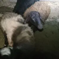 انواع دام داشتی وکشتار ی