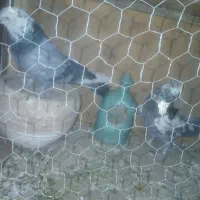 کفتر پرشی|پرنده|ساوه, |دیوار