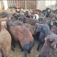 گوشت و لاشه گوسفندی بره نرو ماده کشتار روز تناژ|خوردنی و آشامیدنی|تهران, آرژانتین|دیوار