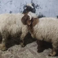 دو عدد گوسفند