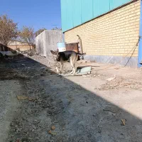 فروش سگ نگهبان