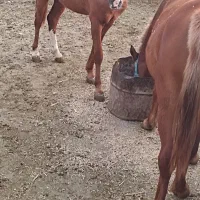 فروش کره اسب|اسب و تجهیزات اسب‌سواری|بهبهان, |دیوار