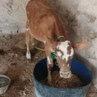 فروش گاو جرسی|حیوانات مزرعه|کوشکنار, |دیوار