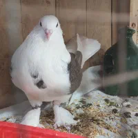 کبوتر دوکت|پرنده|قم, سرحوض|دیوار