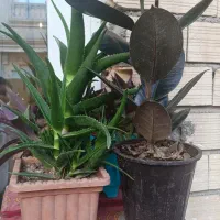 گلهای خانگی طبیعی|گل و گیاه طبیعی|پارسآباد, |دیوار