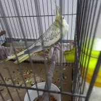 جفت عروس|پرنده|قوچان, |دیوار