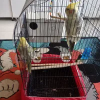 جفت عروس هلندی یکساله تخم گذار