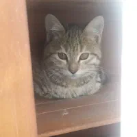 واگذاری بچه گربه|گربه|نیشابور, سرآب کوشک|دیوار