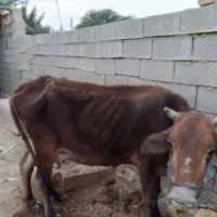 گاو سالم همراه گوساله