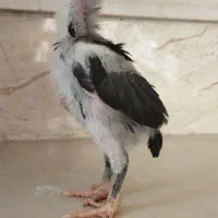 جوجه لارئ ۳۰ روزه