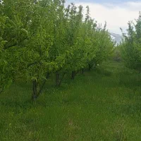 فروش باغ در گرنگاه