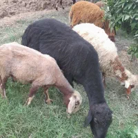 گوسفند بره نر