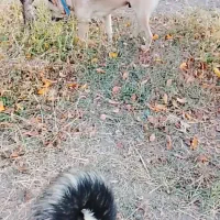 حیوان|سگ|نقده, |دیوار