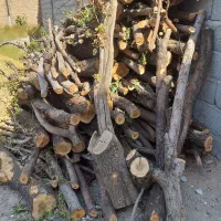 انواع چوب و درخت