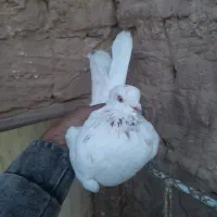 کفتر نر|پرنده|اردکان, |دیوار