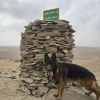 گمشده ژرمن شپرد..