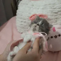 گربه پرشین سوپرفلت کالیکوی اصیل|گربه|رشت, کوی حسینی|دیوار