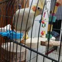 عروس هلندی یه جفت نرو ماده ویه ماده تک