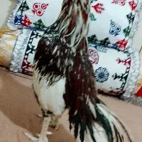 خروس