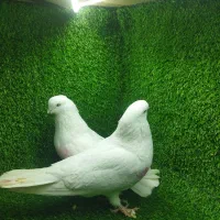 سفید چشم نوک سفید