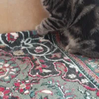 گربه|گربه|نیشابور, شهرکهنه|دیوار