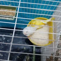 قناری|پرنده|بیرجند, |دیوار