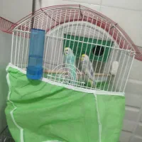 جفت مرغ عشق مولد رنگ رینبو