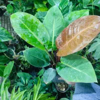 فروش جمعه سیاه با هدیه|گل و گیاه طبیعی|اصفهان, شاه پسند|دیوار