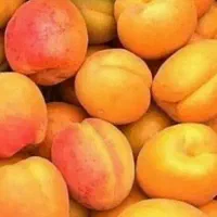 تولید نهال زردآلو جهانگیری|خدمات باغبانی و درختکاری|دره رود, |دیوار