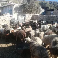 سلام فروش 30 راس بزابستن داشتی|حیوانات مزرعه|گراش, |دیوار