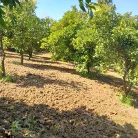 فروش باغ مرکبات در آهنگرکلای بیشه سر