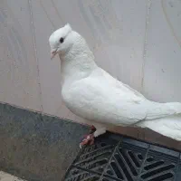 کبوتر شیری