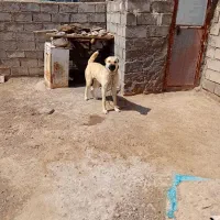 سگ گلگی نگهبان