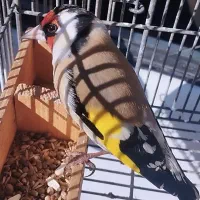 سهره دورگ سرسیاه وحش