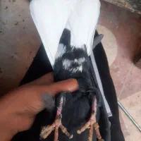 کفتر|پرنده|شیراز, کوشک میدان|دیوار