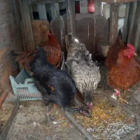 ۴ عدد مرغ محلی تخمگذار درشت و سنگین