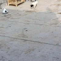 سگ پاکوتاه|سگ|مشهد, موعود|دیوار