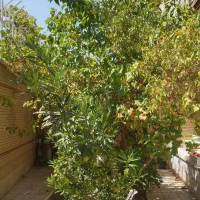 رهن-اجاره-مغازه450متری