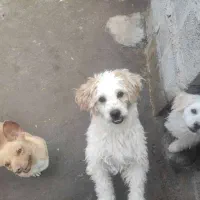 فروش سگ پاپی