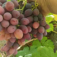 باغ|فروش زمین و ملک کلنگی|زاینده رود, |دیوار