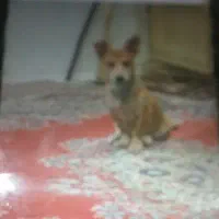 سلام اینها دوتا گم شدن