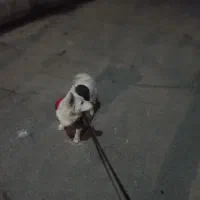 سگ میکس شیتزو