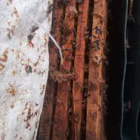 فروش کندو با زنبور  و کندو خالی|حیوانات مزرعه|شبستر, |دیوار