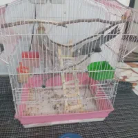 عروس هلندی|پرنده|پاکدشت, حصار امیر|دیوار