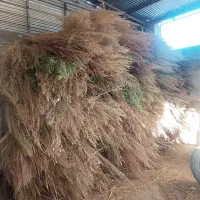 جارو شهرداری