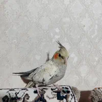 جوجه عروس هلندی ماده