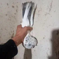 کله سرور دم سرور